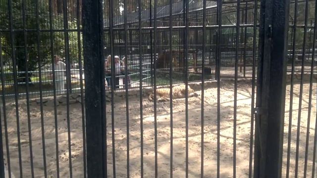 Бердск, Новосибирск, зоопарк-7 смотреть онлайн