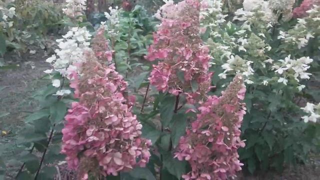 2018 Высокорослая метельчатая гортензия "Pink Diamond" смотреть онлайн