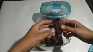 Как определить что улитка Ахатина ? в спячке???