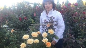 Лучшие сорта Роз: Гольдэльзе (высокая) / питомник Елены ИВАЩЕНКО