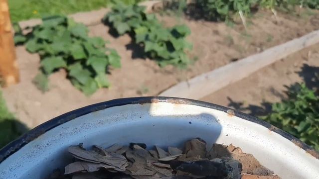 Мульчирую сосновой корой.