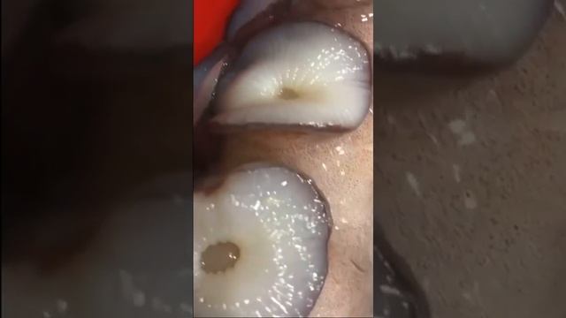 Щупальца осьминога смотреть онлайн