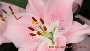 Лилия восточная Компаньон (lilium companion) ? Компаньон обзор: как сажать, луковицы лилии Компаньо