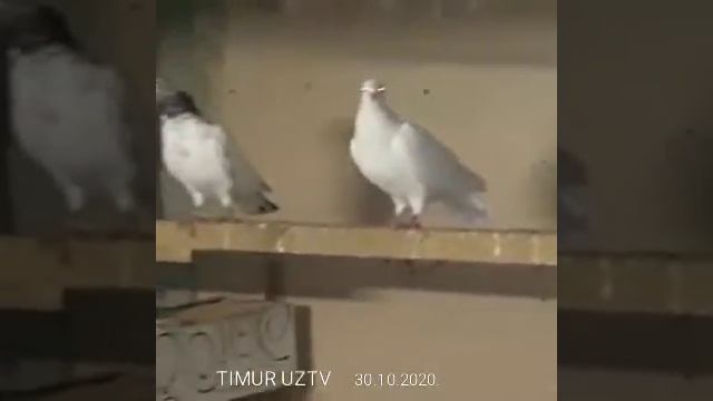 Волгоград Скорое зима голуби сидят на яйцах смотреть онлайн