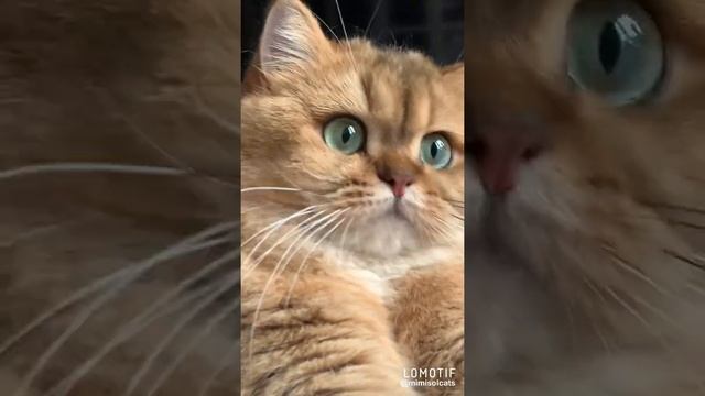 Ocean eyes British golden cat MimisolCats