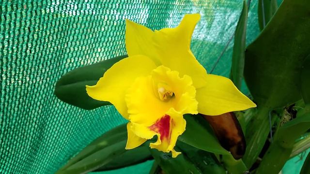 Cattleya: Blc. Husky Boy 'Romeo' blooming again смотреть онлайн
