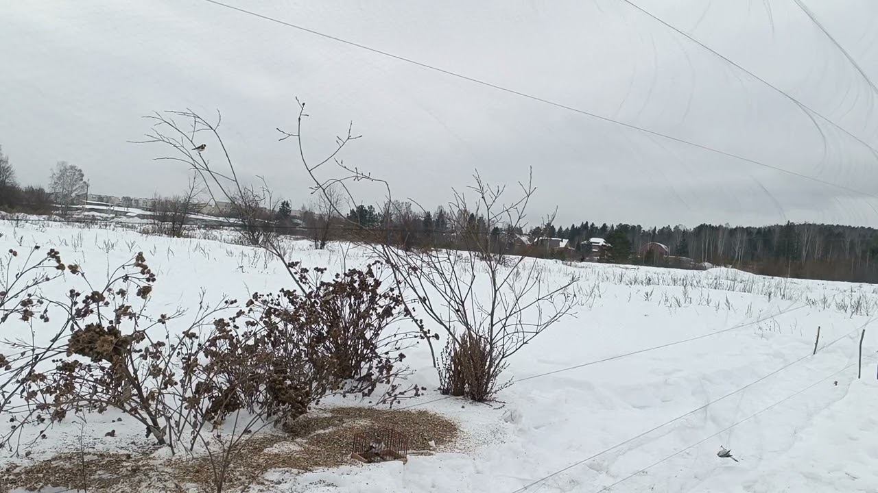 Fishing for goldfinches,ловля щеглов 29.01.2024. смотреть онлайн