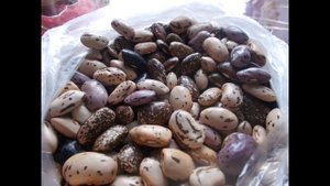 Топ 20!!! ЧТО ОБЯЗАТЕЛЬНО НУЖНО ПОСЕЯТЬ И ПОСАДИТЬ НА ОГОРОДЕ!!!