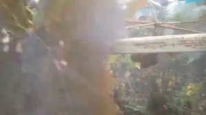 Уборка винограда