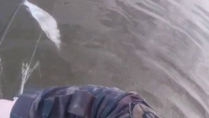 БАРЕНЦЕВО МОРЕ ? РЫБАЛКА НА СИГА СЕТЯМИ !