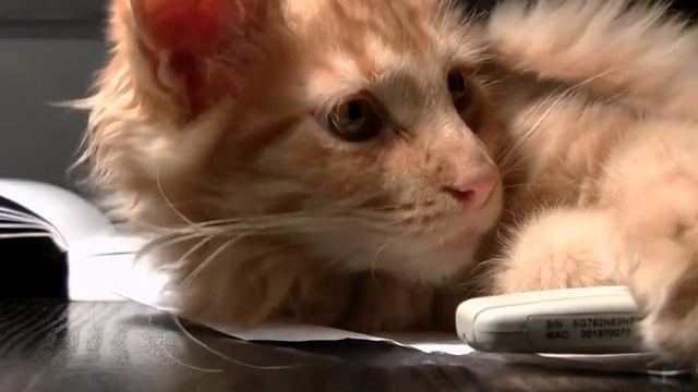 Звуки животных, корова, слон, обезьяна, кот, чайка, лошадь,  научимся беречь и любить животных...