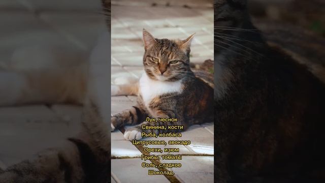 ЧТО НЕЛЬЗЯ ДАВАТЬ КОШКЕ! #полезные #рекомендации #рек смотреть онлайн