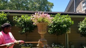 TIME TO TRIM YOUR SUPERTUNIAS|| SPRAYING SUPERTUNIAS & HYDRANGEAS| SUMMER CONTAINER ||GARDEN QUEEN