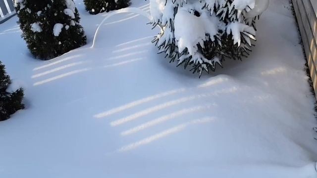 Как укрывать ТУИ на зиму в Ленинградской области? смотреть онлайн