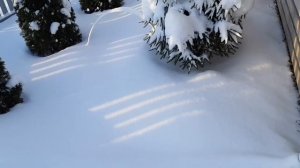 Как укрывать ТУИ на зиму в Ленинградской области?