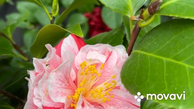 Мои японские камелии цветут , радуют и восхищают ❤️?