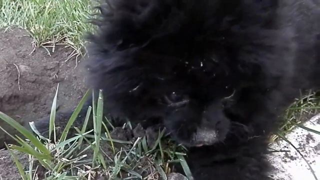 собака-землеройка... кодовое имя "крот"... смотреть онлайн