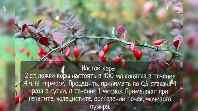 Уникальные свойства барбариса.