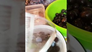 Чем полезен чернослив?Как правильно сушить сливы в домашних условиях?