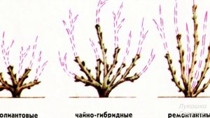 Обрезка Роз Правильный Уход За Розами Весной /Лукошко Советов