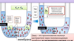Коллигативные свойства растворов. Растворы и их свойства.