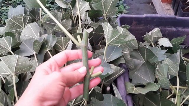 Зеленое черенкование инжира. Корни появятся через две недели.