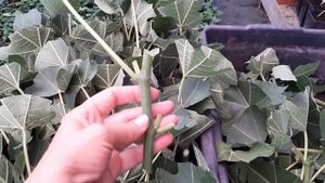 Зеленое черенкование инжира. Корни появятся через две недели.
