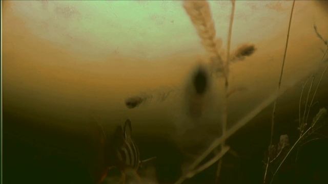 Ловля на блесну , съемки подводной видеокамерой . Ладога 2020 дешевый модуль IMX323 для мелководья смотреть онлайн