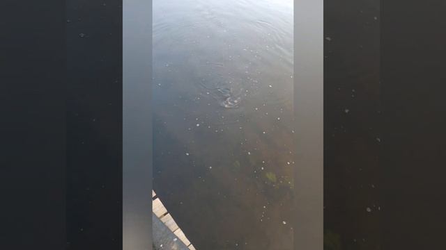 Голавль на Москва реке. смотреть онлайн