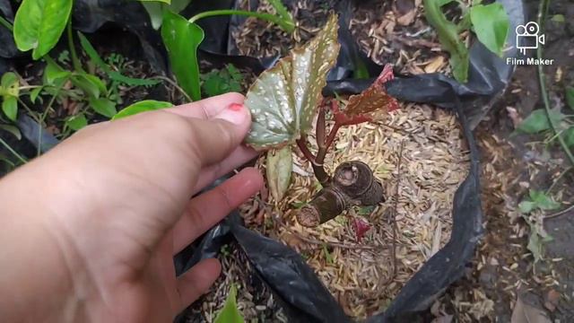 BEGONIA MURAH DI PACET-MULAI 10.000AN- 100RIBU DAPAT BANYAKpart-1