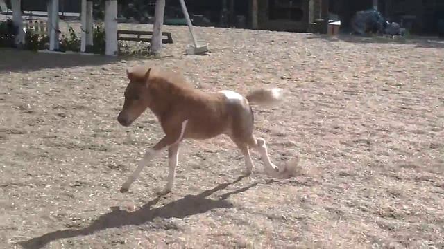 Продажа пони. Пони-ферма "Александрова Дача" смотреть онлайн