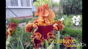 Ирисы бородатые. Обзор сортов зарубежной селекции.
