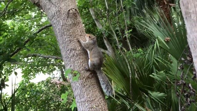 Doberman VS squirrel! Morning walk in Celebration! Привет , белочка! смотреть онлайн