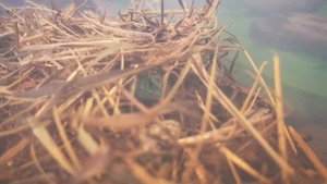 ПРЫТКАЯ ЯЩЕРИЦА! МОЙ НОВЫЙ ПИТОМЕЦ!