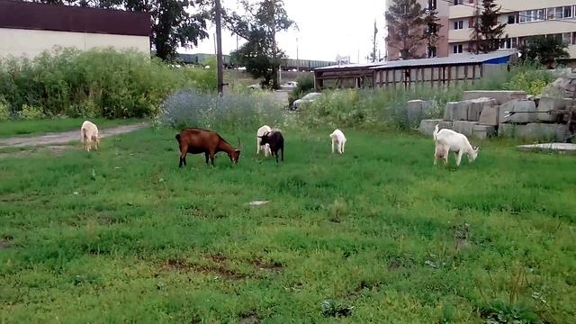 Самый экологически чистый район смотреть онлайн