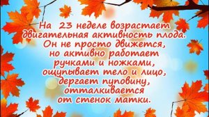 Развитие плода на 23 неделе беременности/Календарь беременности!