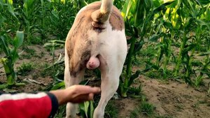 Американский бульдог-всеядное животное\Вечерняя прогулка.#americanbulldog #американскийбульдог
