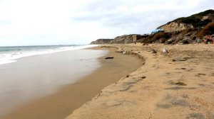 Crystal Cove State Park Beach & Travel Guide