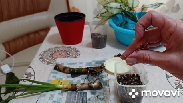 Комнатные цветы. Аглаонемы. Новинка. Пересадка, размножение семенами аглаонем.