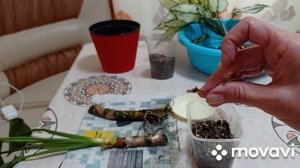 Комнатные цветы. Аглаонемы. Новинка. Пересадка, размножение семенами аглаонем.