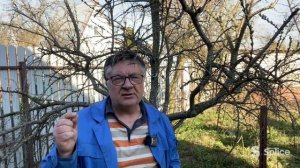 Как облепихе обойтись без мужчины