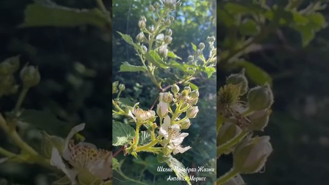 ГРАНЬ ДОБРА - ЗАСТЕНЧИВОСТЬ