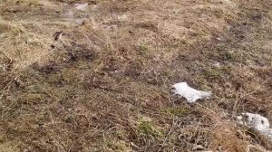 Весенняя рыбалка на реке Ушна. Джиг