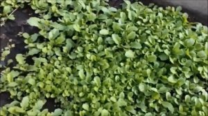 Горчица -  от сорняков, фитофторы, парши...