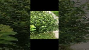 Кизильник  блестящий 20-08-2024