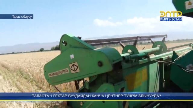 ТАЛАСТА 1 ГЕКТАР БУУДАЙДАН КАНЧА ЦЕНТНЕР ТУШҮМ АЛЫНУУДА? смотреть онлайн
