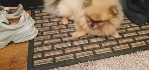 придверный коврик в прихожую