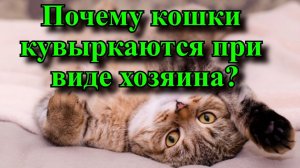 Почему кошки кувыркаются при виде хозяина?