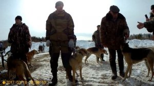 Выставка охотничьих собак в Ревде Русские гончие