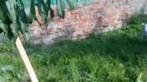 Персик Елгавский в Беларуси